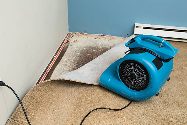 Best Ceiling water damage repair  in Laurel, FL